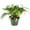 1 Plant, variant on Rabbit's Foot Fern - Live Plant in a 4 Inch Pot - Davallia Tyermani - Extremely Rare and Exotic Ferns from Florida