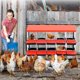 thumbnail image 2 of Caja Nido para Gallinas, 10 Compartimentos, Caja con Patas Metálicas, Caja Rodante para Huevos con Tapa Protectora, 2 of 7