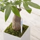 thumbnail image 4 of Medidor de Humedad del Suelo para Plantas de Interior (5 Unidades), 4 of 5