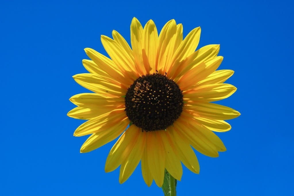 50 SKYSCRAPER SUNFLOWER Helianthus Annuus Flower Seeds - Walmart.com