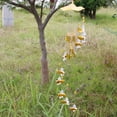 thumbnail image 5 of SPRING PARK Hanging Guardian Angel Wings Wind Chime Tube Bells Home Pendant Charm Gift Decor, 5 of 7