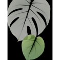 thumbnail image 3 of Koetsier, Albert 12x14 Black Modern Framed Museum Art Print Titled - Botanical Embrace 1, 3 of 5