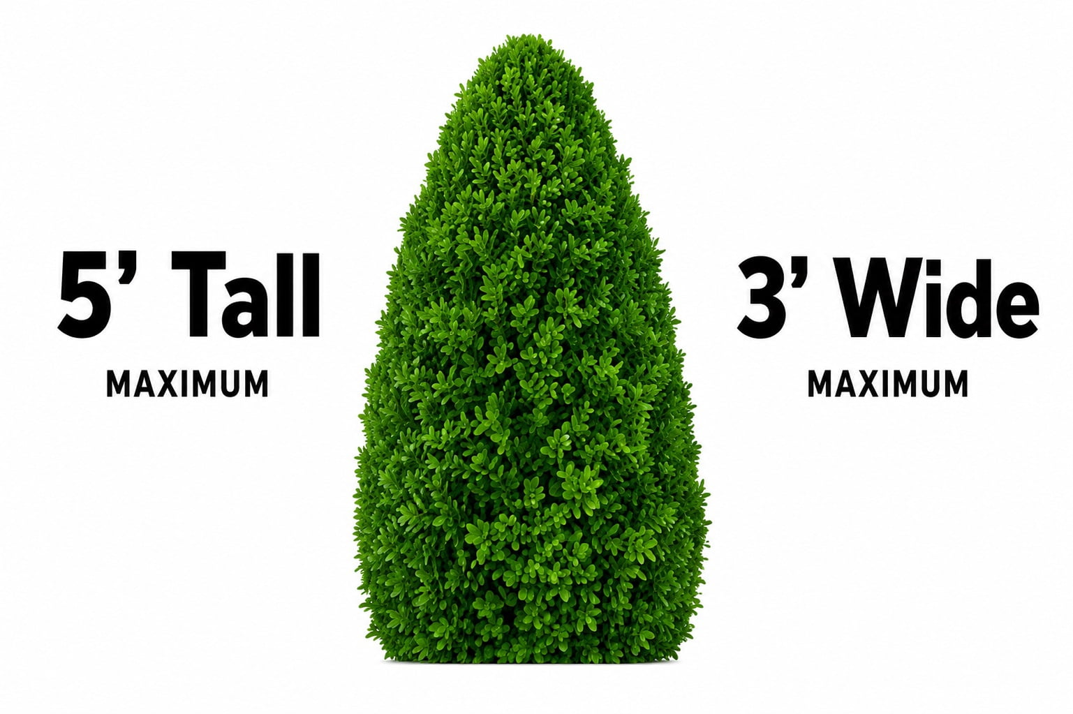 Green Mountain Boxwood Evergreen Live Shrub in 3-Gallon Grower Pot