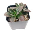 thumbnail image 3 of Echeveria Licorice (2" Clay Pot) - Rosette Succulents - Pet-friendly Succulent for Home - Live, Healthy Succulents for Gift Ideas, 3 of 4