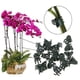 thumbnail image 2 of 20 clips de orquídeas, clips de plantas, clips de flores para jardín, soporte de tallo de orquídea Afortunado Sencillez, 2 of 5
