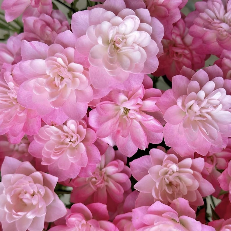 30 Star Rose Seeds, Perennial Flower Mix for Garden Enthusiasts