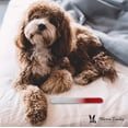 thumbnail image 6 of Warren London Glass Nail File for Dogs, 6 of 6