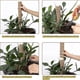 thumbnail image 5 of Polos de musgo de 17 pulgadas, 2 piezas de polos de coco, extensión de soporte de planta de palitos de musgo de coco con 2 etiquetas de planta para escalar plantas de interior, planta de Monstera Feliz Sencillez, 5 of 5
