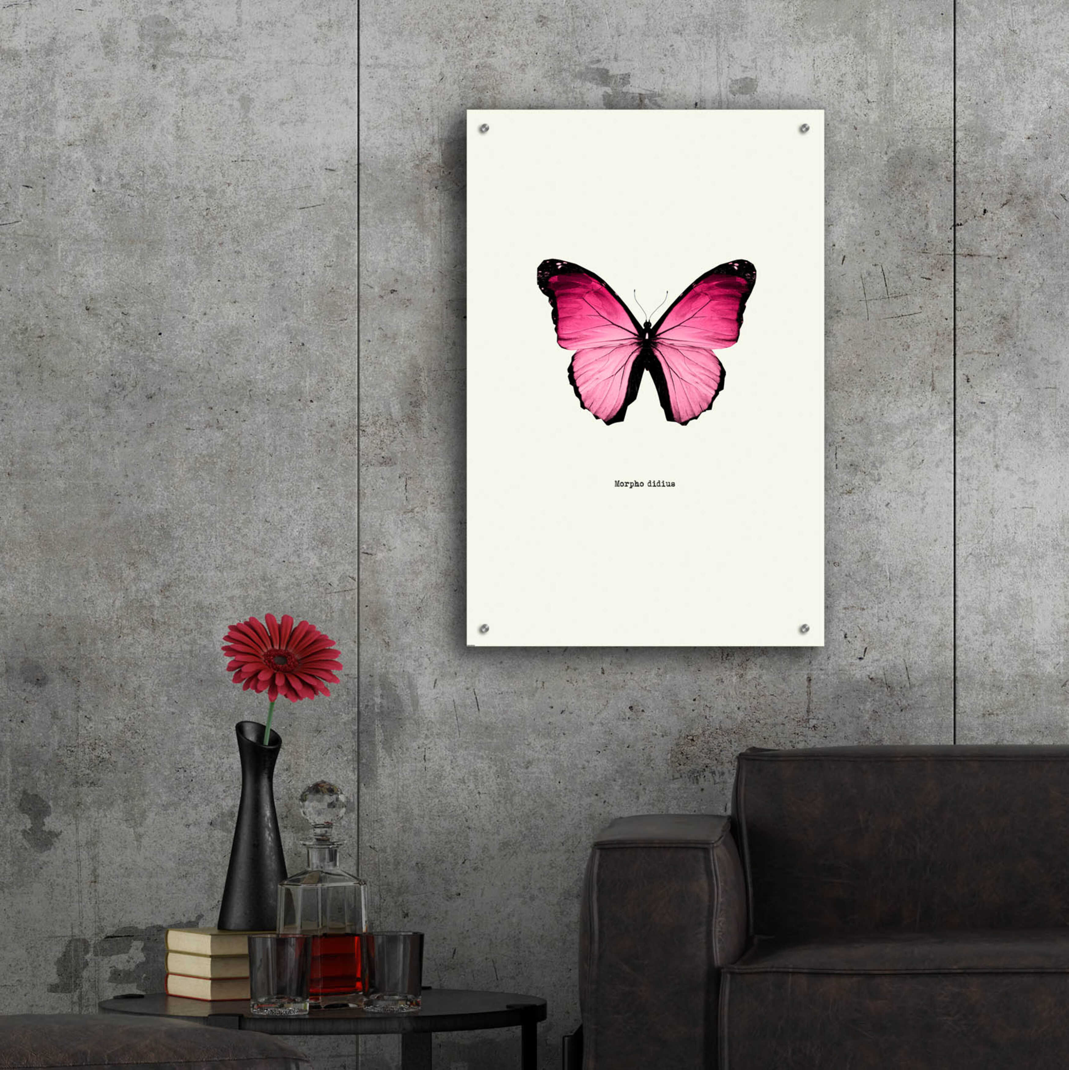 Epic Art 'Pink Butterfly' by GraphINC, Acrylic Glass Wall Art, 24"x36"