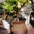 thumbnail image 1 of Dispositivo de riego por goteo automático de bombilla de agua de viaje de pájaro transparente (B) Ndcxsfigh Libre de BPA, 1 of 4