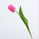 thumbnail image 1 of Xiao Hua 6 tulipanes artificiales, flores falsas, flores artificiales para decoración de bodas., 1 of 5