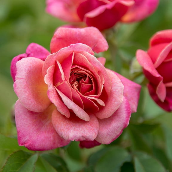 Queen Elizabeth Pink Flowering Grandiflora Rose Bush Dormant Bare Root Starter Plant, One Plant per Offer