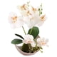 thumbnail image 1 of Bonsái de orquídea phalaenopsis de tres puntas, flor artificial, planta de decoración en maceta, planta verde, decoración del hogar, 1 of 5