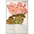 thumbnail image 2 of Vintage Apple Collection 13x18 Black Ornate Wood Framed with Double Matting Museum Art Print Titled - Cyclamen, 2 of 4