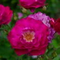 thumbnail image 3 of Heirloom Roses Purple Rose Bush - The Wild Blue Yonder Plant , Live Plants For Outdoors , Own Root Bushes For Planting , One Gallon Potted Outdoor Flowers, 3 of 3