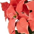 thumbnail image 6 of 28" Dark Pink Artificial Christmas Poinsettia with Gold Wrapped Base, 6 of 7