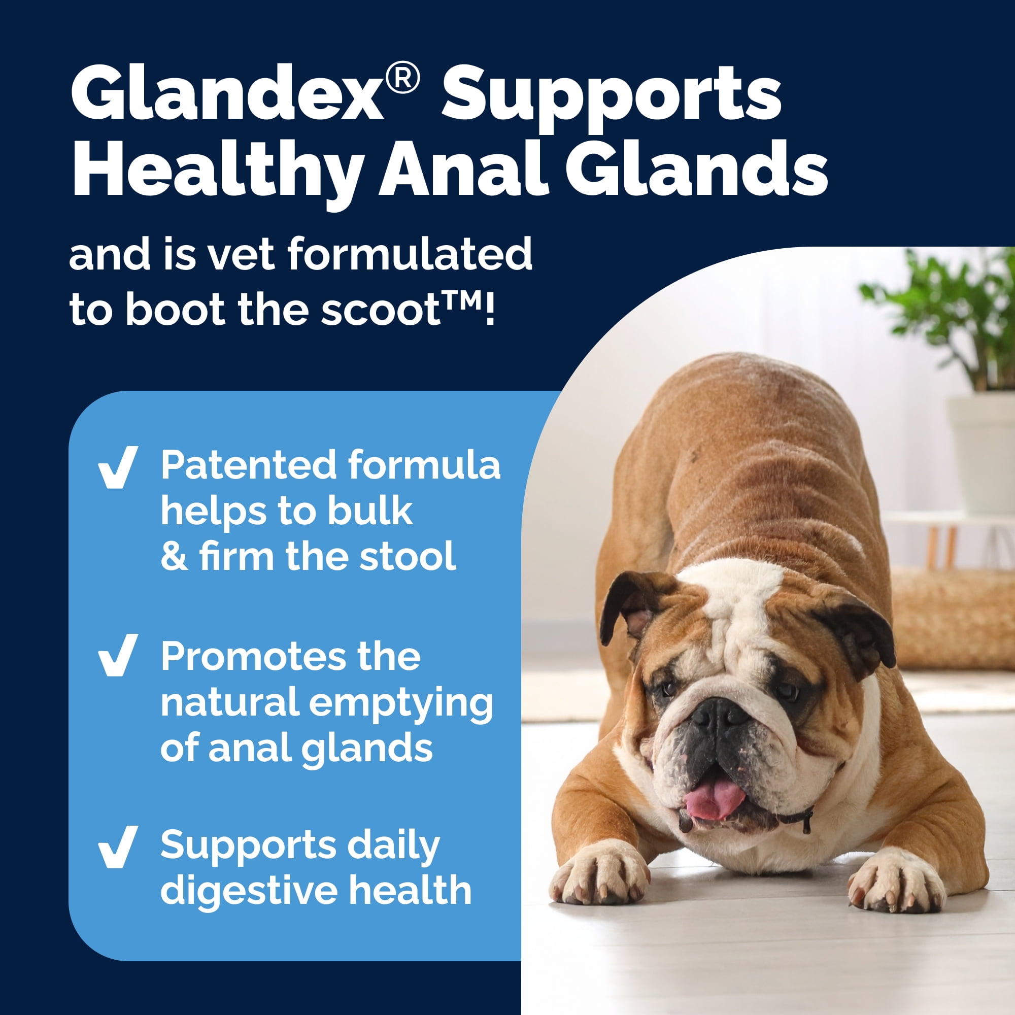 Vetnique Glandex for Dogs Anal Gland & Digestive Support Powder, Beef Flavor, 4 oz