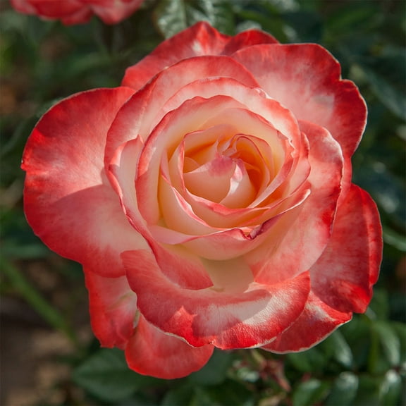 Heirloom Roses Roses Plants Live - Mercury Rising Hybrid Tea Rose Plant