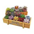 thumbnail image 2 of Maceta de madera para flores, maceta rectangular para macizos de flores, juego de 2 maceteros rectangulares para plantas suculentas de interior/exterior 22,5 x 8,4 x 4,1 cm, 2 of 5