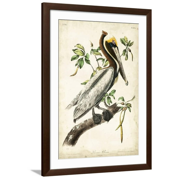 Art.com Brown Pelican Art Print by John James Audubon, Brown Frame Wall Art, 32" x 44"