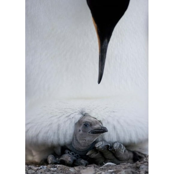 King Penguin Chick Resting in Mother's Brood Pouch, Right Whale Bay, South Georgia Island, Antarctica Poster Print by Paul Souders (12 x 17)
