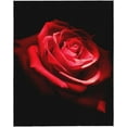 thumbnail image 6 of Red Black Rose Stylish Flower Blanket, Soft Blankets Flannel Bed Throw Cozy Lightweight Plush Gifts for Women Girls Sofa Couch Bedroom Living Rooms Warm All Season, Home Decor, Small 50"x40", 6 of 6