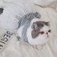 thumbnail image 3 of Pet Doggy Cats Fancy Tutu Adorable vestido de malla a rayas Princesa Petite Chaleco Doggie Bowknot Vestidos para perros pequeños medianos Pomeranian Chihuahua Falda Cachorro Ropa336, 3 of 7