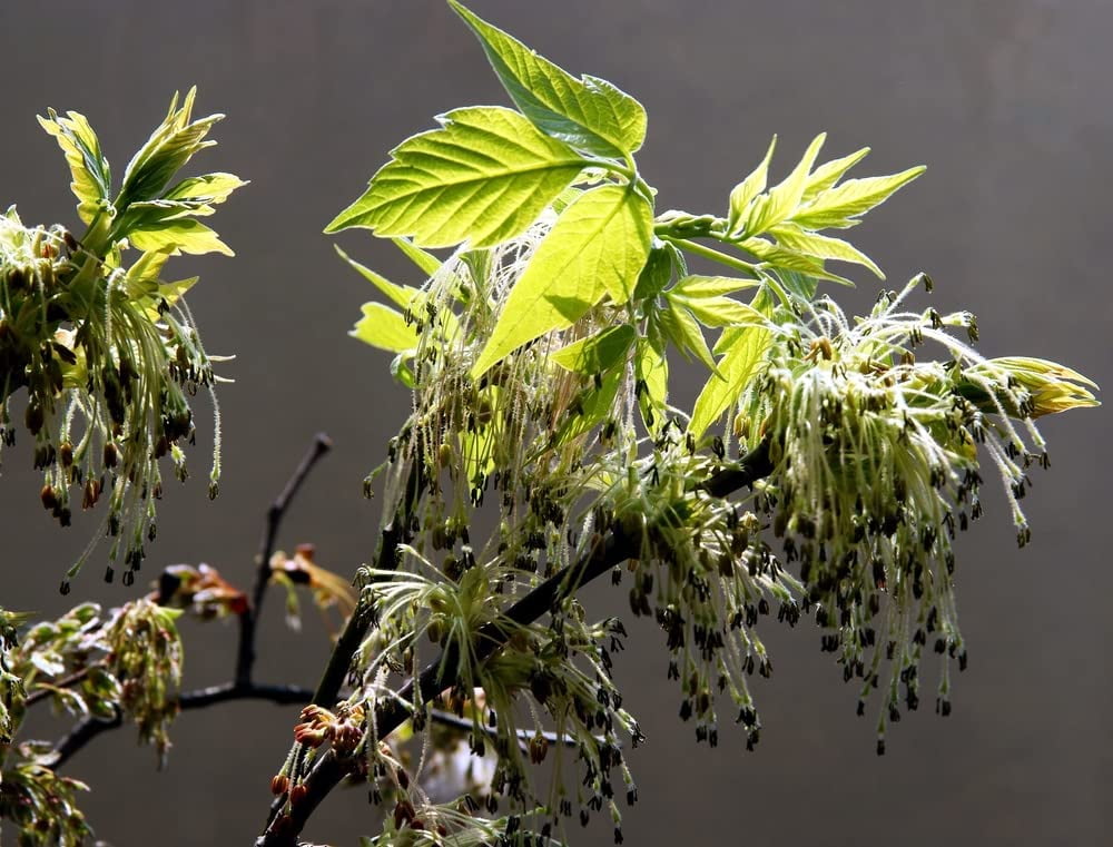 Boxelder Maple Tree Seeds for Planting 30 Seeds Acer negundo Ships