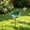 Green, variant on Clearance Metal Bird Bath for Outside, Garden Freestanding Birdbath & Birdfeeder, Bee Water Feeder with Flower Design, Bird Baths Feeder for Outdoors Garden Patio Yard Lawn Decor