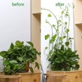 thumbnail image 3 of Plant Clips, Climbing Plant Clip, 100pcs Self Adhesive Climbing Plant Support, Flower Vine Clamps, Vine Climbing Wall Fixer, Plant Climbing Support Clips, 3 of 5