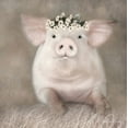thumbnail image 2 of Deiter, Lori 15x15 White Modern Wood Framed Museum Art Print Titled - Painted Piggy, 2 of 4