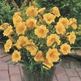 thumbnail image 2 of Stella De Oro Daylily Dormant Bare Root Flowering Perennial Starter Plants, 5 plants per offer, 2 of 5