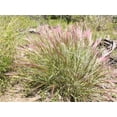 thumbnail image 3 of 300 Bottlebrush SQUIRRELTAIL RYE GRASS Elymus Elymoides syn Sitanion Hystrix Red Plume Squirrel Tail Ornamental Seeds, 3 of 9