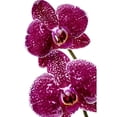 thumbnail image 2 of Orquídea phalaenopsis 1 pieza, 2 of 3