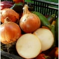 thumbnail image 3 of TomorrowSeeds - Super Sweet Candy Onion Sets (Bulbs) Seeds - 25+ Count - For 2026 Planting Gardening, 3 of 11