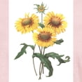 thumbnail image 3 of CafePress - Redoute Sunflowers T Shirt - Women's Classic T-Shirt, 3 of 4