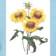 thumbnail image 3 of CafePress - Redoute Sunflowers T Shirt - Women's Classic T-Shirt, 3 of 4