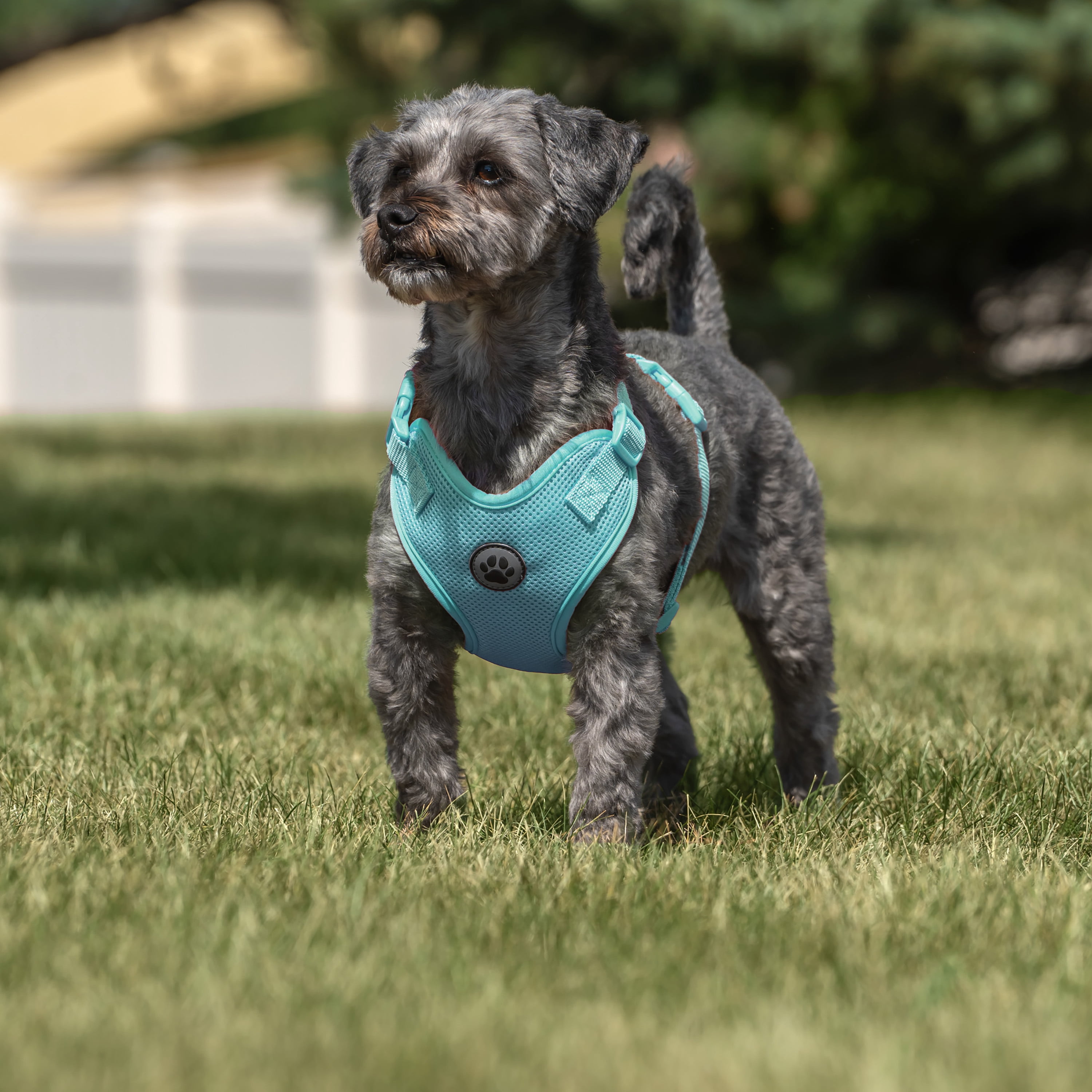 Vibrant Life Polyester Mesh Adjustable and Reflective Dog Walking Harness, Turquoise, M