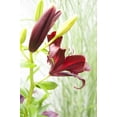 thumbnail image 2 of Monte Negro Asiatic Lily 3 Bulbs 14/16cm - Rich Red/Glossy Leaf, 2 of 4