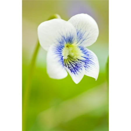UPC 747216451010 product image for Wild Violet Poster Print, Large - 24 x 36 | upcitemdb.com