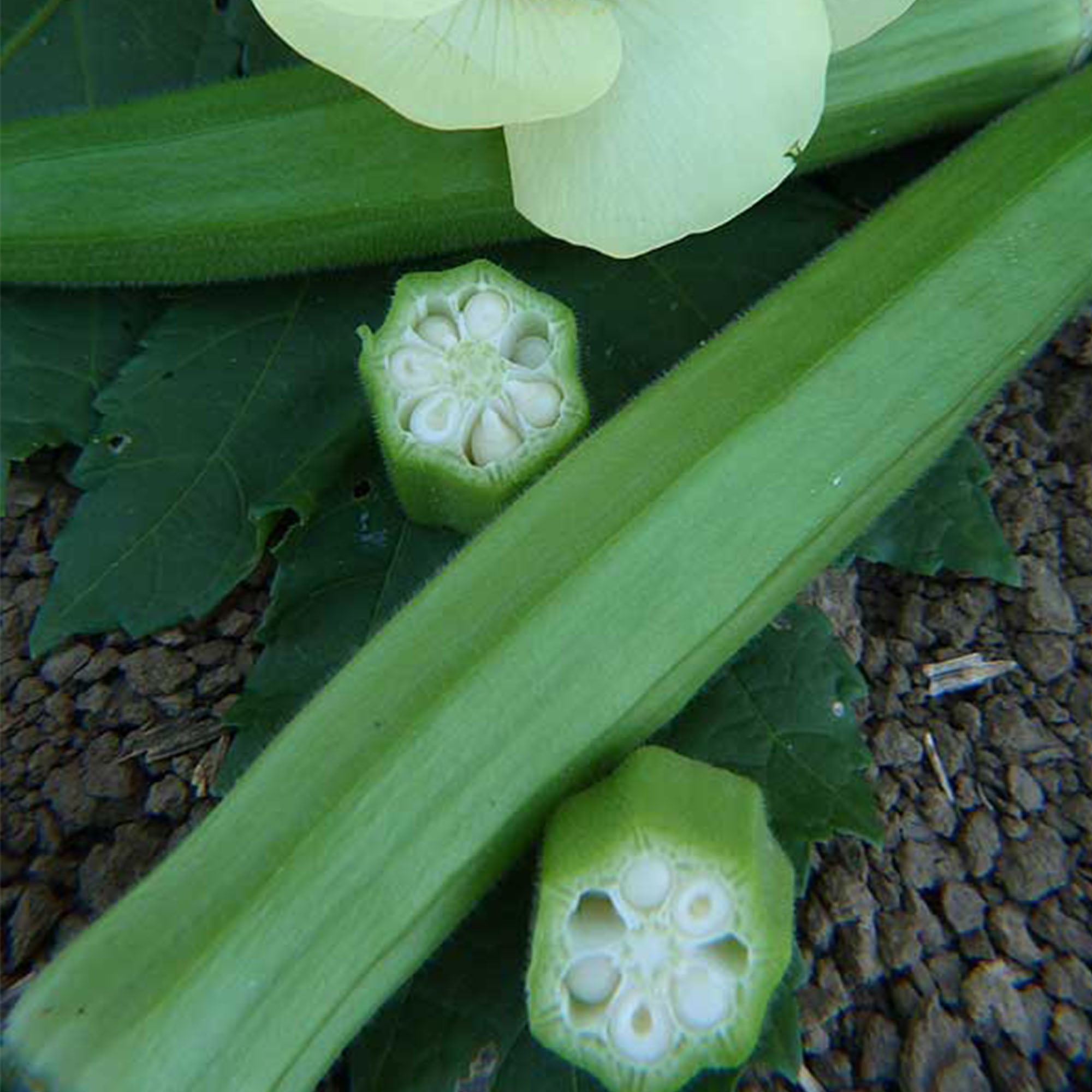 Rare Okra Seeds Vegetable Seeds Organic Okra Garden Seed Good Healthy Delicious 