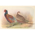 thumbnail image 2 of Henry Jones 18x13 Gold Ornate Wood Frame and Double Matted Museum Art Print Titled - Strauch's Pheasant (1918-1922), 2 of 4