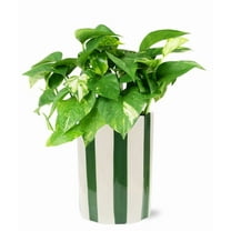 From You Flowers - N'Joy Pothos Plant for Birthday, Anniversary, Get Well, Congratulations, Thank You, All Occasions