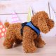 thumbnail image 3 of Mascota Chaleco Transpirable Arnés Correa Cachorro Caminando Correa De Cuerda De Tracción (Azul / M) Tmvgtek Oficina Multiescena Multifunción, 3 of 6