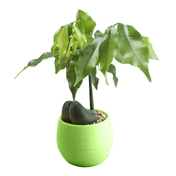Ggdda Flower Pots Mini Colourful Round Plastic Plant Flower Pots Home Office Decor Planter Outdoor Planter Plant Pots (Clearance)
