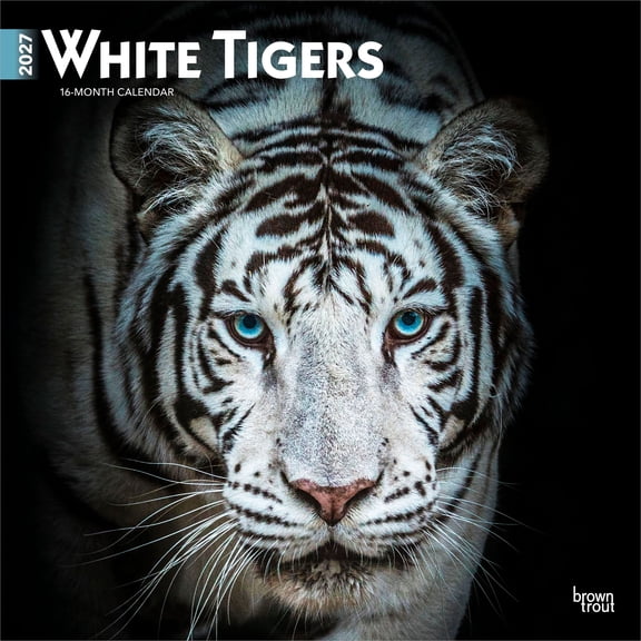 White Tigers | 2027 12x24" (Hanging) Wall Calendar | Plastic-Free | BrownTrout