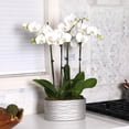thumbnail image 3 of Just Add Ice 16-30" White and Yellow Premium Orchid Duo Live Plants in 10" Silver Ceramic Planter, House Plant, 3 of 5
