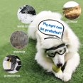 thumbnail image 1 of Dog Goggles for Outdoor Eye Protection, Adjustable Strap Easy to Put on Pet Sunglasses - Clear, 1 of 4