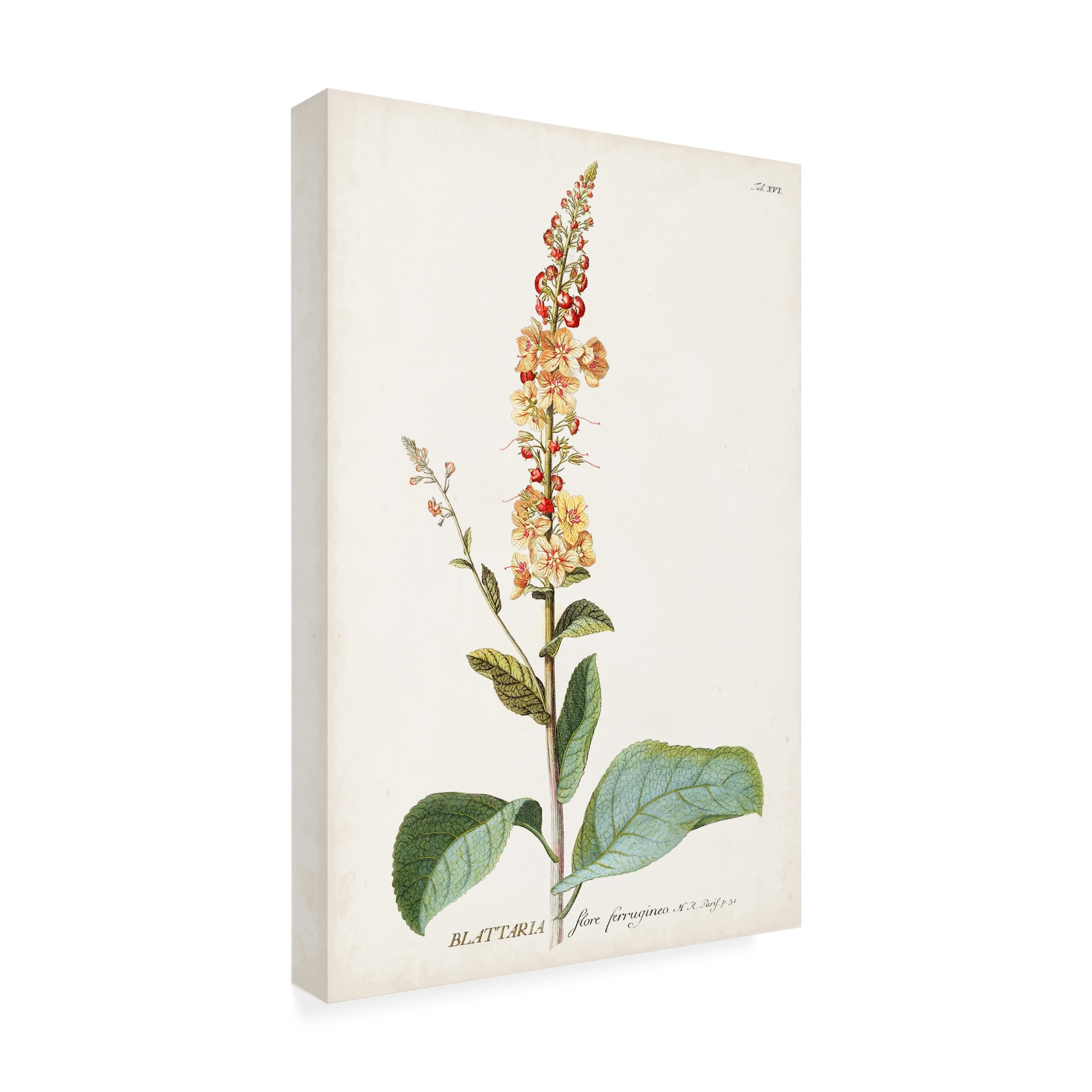 Unknown 'Alluring Botanical II' Canvas Art