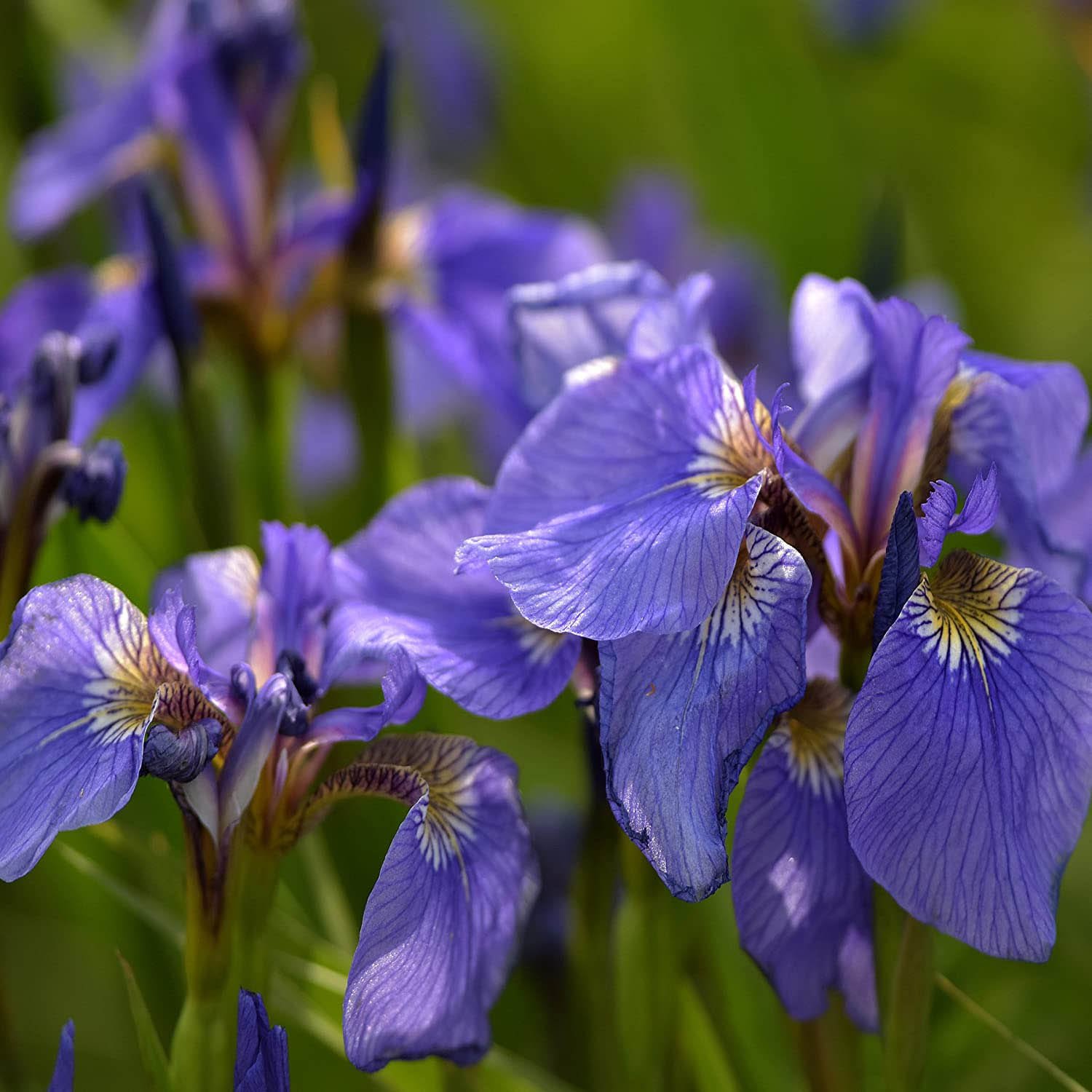 Outsidepride Iris Setosa Flower Seeds 50 Seeds